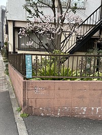 家の近くの梅です。もう２月ですね。