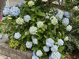 紫陽花が綺麗でした。亡き母の大好きな紫陽花でしたよ見てね！