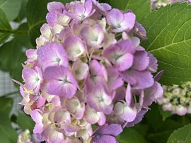 天国のママへ　ピンクの紫陽花の花が綺麗でした。ママも見て下さいね