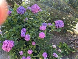 近くの家の紫陽花です。綺麗でしたよ！