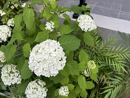 綺麗な紫陽花でした。